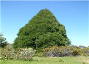 Leyland Cypress