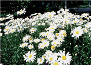 Shasta Daisy