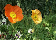 Iceland Poppy