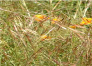 Purple Needle Grass