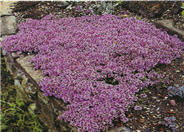 Mother-of-Thyme, Creeping Thyme