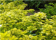 Gold Spot Euonymus