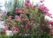 Crape Myrtle, Assorted Varieties