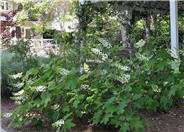 Oakleaf Hydrangea