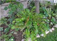 Japanese Holly Fern