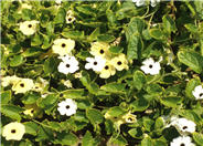 Black-Eyed Susan Vine