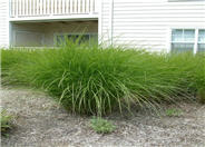 Upright Maiden Grass