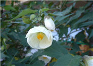 Flowering Maple